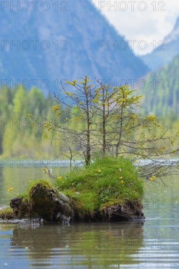 Small conifers growing on a grass-covered tree stump in Lake Dobbiaco, Lake Dobbiaco, Dobbiaco, Val