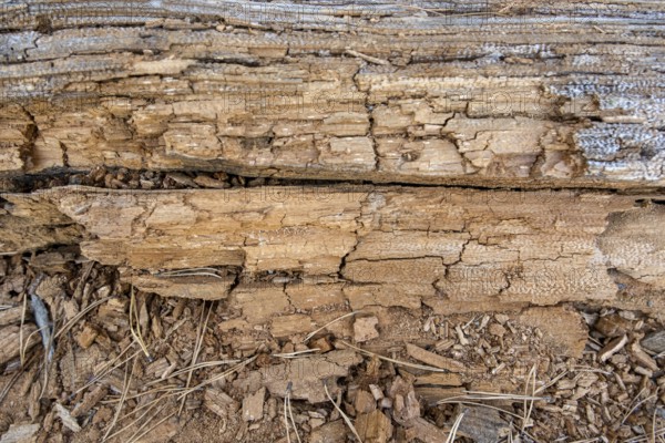 Rotten wood, textured beige background