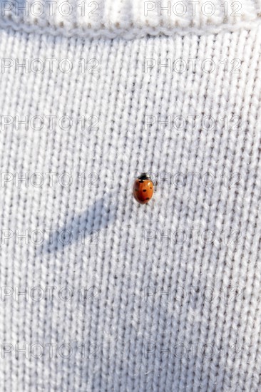 Ladybug on a white knitted jumper, copy space