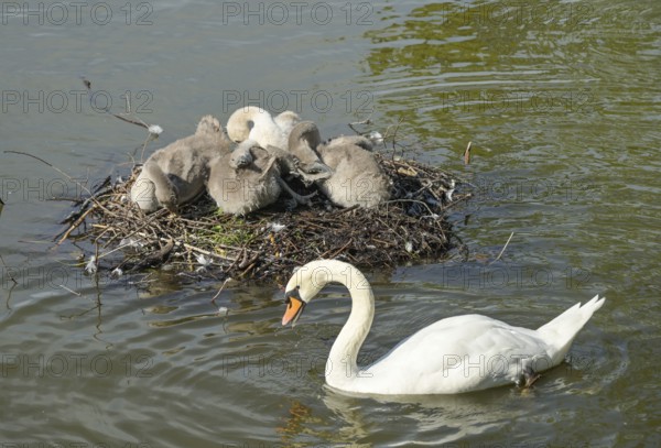 Nest, swans, young animals, Blümelteich, Volkspark Mariendorf, Tempelhof-Schöneberg, Berlin,