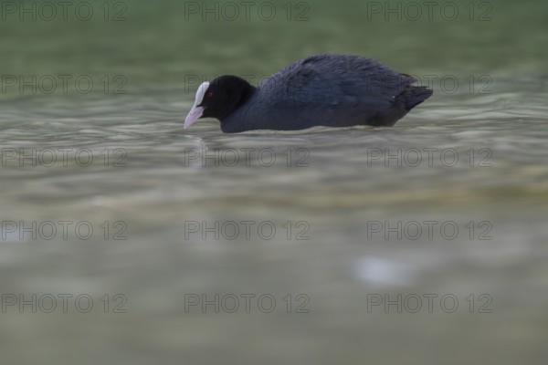 Close-up of a coot (Fulica atra) swimming in the shallow waters of Lake Dürrensee, Dolomites, South