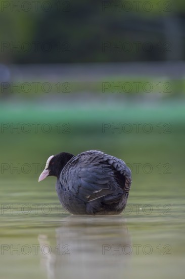 Close-up of a coot (Fulica atra) standing in the shallow water of Lake Dürrensee, Dolomites, South