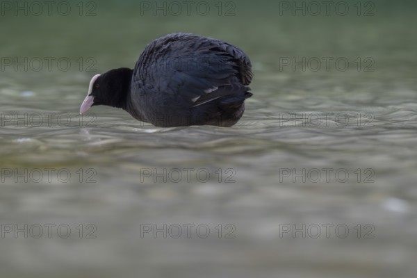 Close-up of a coot (Fulica atra) standing in the shallow water of Lake Dürrensee, Dolomites, South