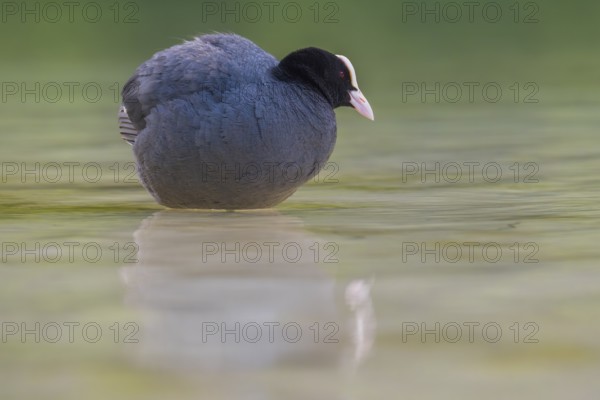 Close-up of a coot (Fulica atra) standing in the shallow water of Lake Dürrensee, Dolomites, South