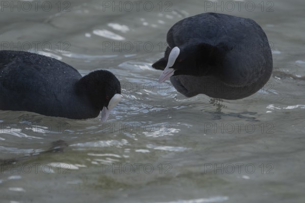 Close-up of two coots (Fulica atra) standing in the shallow water of Lake Dürrensee, Dolomites,