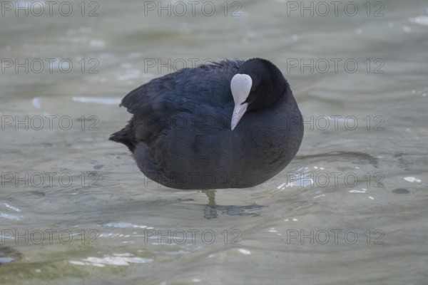 Close-up of a coot (Fulica atra) standing in the shallow water of Lake Dürrensee, Dolomites, South