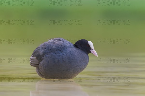 Close-up of a coot (Fulica atra) standing in the shallow water of Lake Dürrensee, Dolomites, South