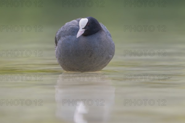 Close-up of a coot (Fulica atra) standing in the shallow water of Lake Dürrensee, Dolomites, South