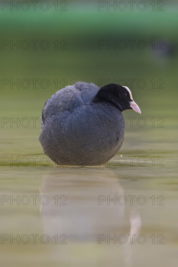 Close-up of a coot (Fulica atra) standing in the shallow water of Lake Dürrensee, Dolomites, South
