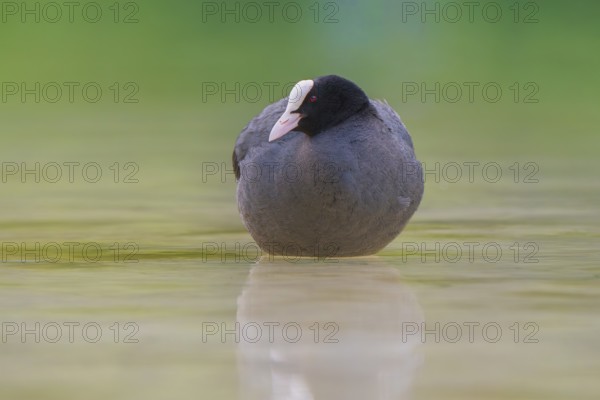 Close-up of a coot (Fulica atra) standing in the shallow water of Lake Dürrensee, Dolomites, South