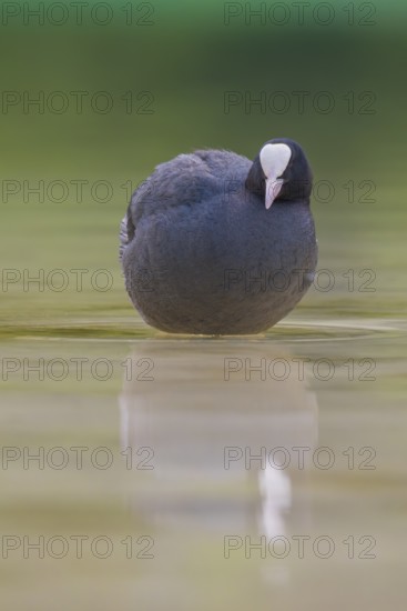 Close-up of a coot (Fulica atra) standing in the shallow water of Lake Dürrensee, Dolomites, South