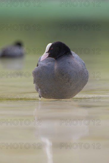 Close-up of a coot (Fulica atra) standing in the shallow water of Lake Dürrensee, Dolomites, South