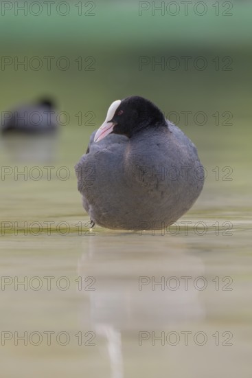 Close-up of a coot (Fulica atra) standing in the shallow water of Lake Dürrensee, Dolomites, South