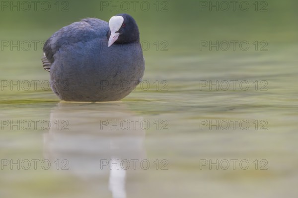 Close-up of a coot (Fulica atra) standing in the shallow water of Lake Dürrensee, Dolomites, South