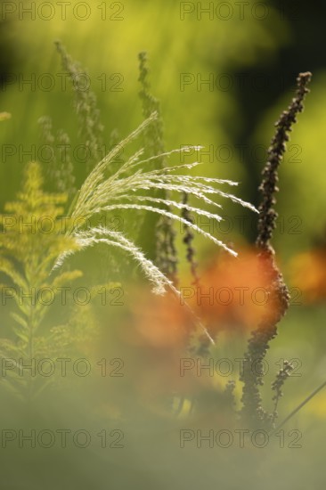 Japanese silver grass (Miscanthus sinensis), curved stems in a late autumnal look with blurred