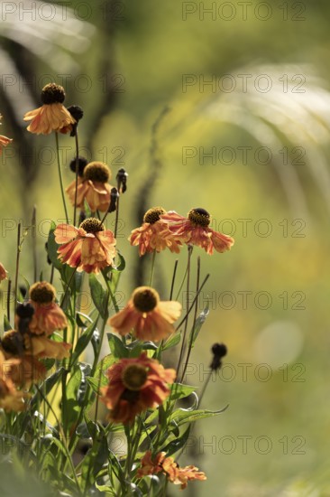 Sunflower (Helenium autumnale), faded orange flower heads with hanging flowers, backlit with an
