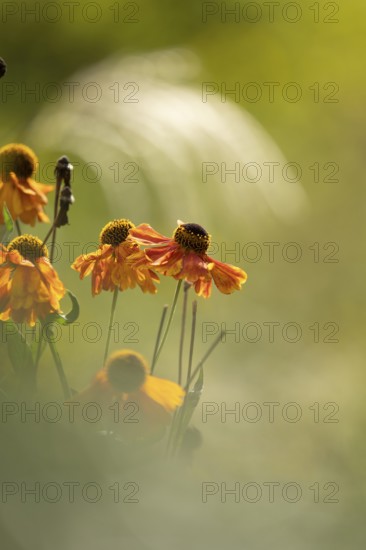 Sunflower (Helenium hybridum), faded orange flower heads with drooping petals, atmospheric play of
