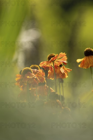 Sunflower (Helenium hybridum), faded orange flower heads with drooping petals, atmospheric play of