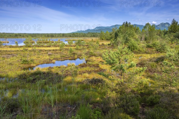 Sterntaler Filze, renaturalised peat extraction, nature reserve, Sterntaler Filze, Bad Feilnbach,