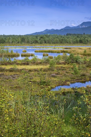 Sterntaler Filze, renaturalised peat extraction, nature reserve, Sterntaler Filze, Bad Feilnbach,