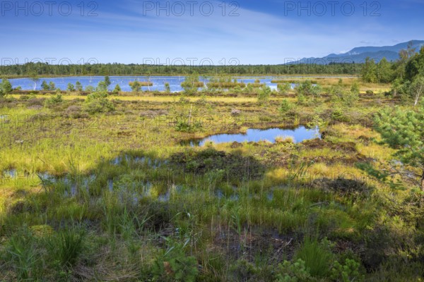 Sterntaler Filze, renaturalised peat extraction, nature reserve, Sterntaler Filze, Bad Feilnbach,