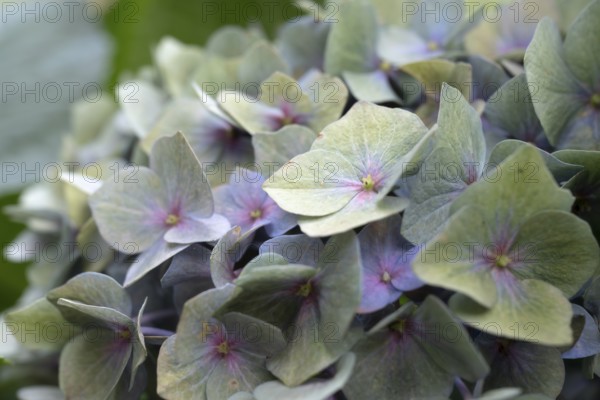 Hydrangea (Hydrangea macrophylla), round inflorescence with delicate pastel-coloured single flowers