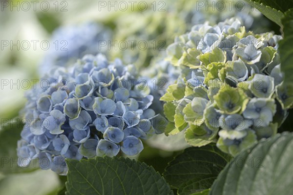 Hydrangea (Hydrangea macrophylla), flowering shrub with blue-violet and greenish inflorescences in