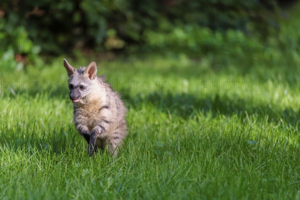 An aardwolf (Proteles cristatus) runs across a green meadow. In the background is green vegetation.