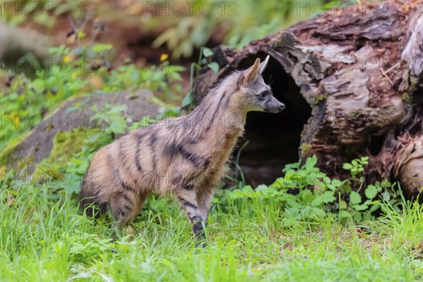 An aardwolf (Proteles cristatus) runs across a green meadow. In the background are rotting tree