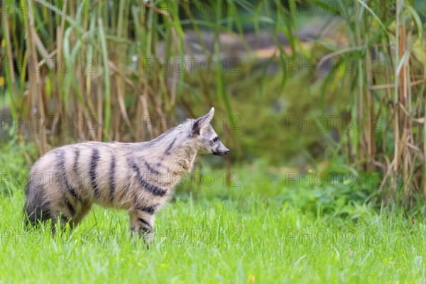 An aardwolf (Proteles cristatus) runs across a green meadow. In the background is green vegetation.