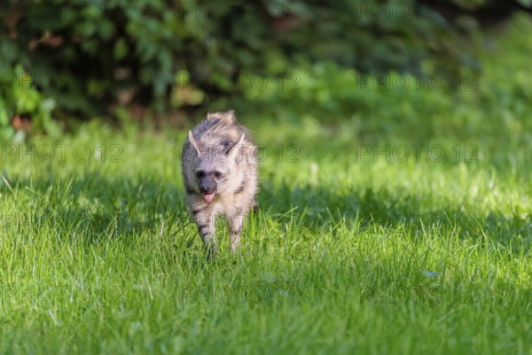An aardwolf (Proteles cristatus) runs across a green meadow. In the background is green vegetation.