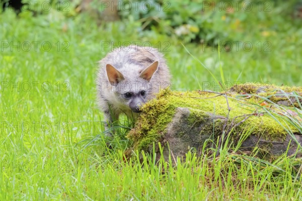 An aardwolf (Proteles cristatus) stands in a green meadow behind a mossy rock at the edge of the