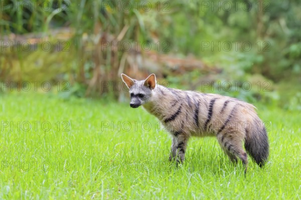 An aardwolf (Proteles cristatus) stands in a green meadow. In the background are rocks and green