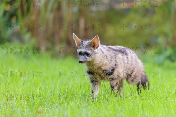 An aardwolf (Proteles cristatus) stands in a green meadow, looking at the camera. In the background