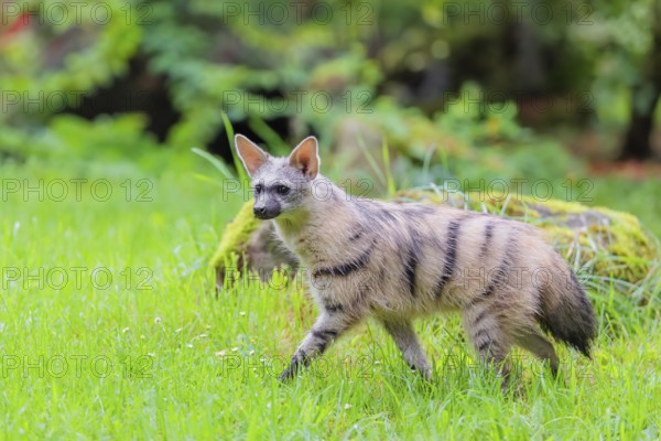 An aardwolf (Proteles cristatus) runs across a green meadow. In the background are rotting tree
