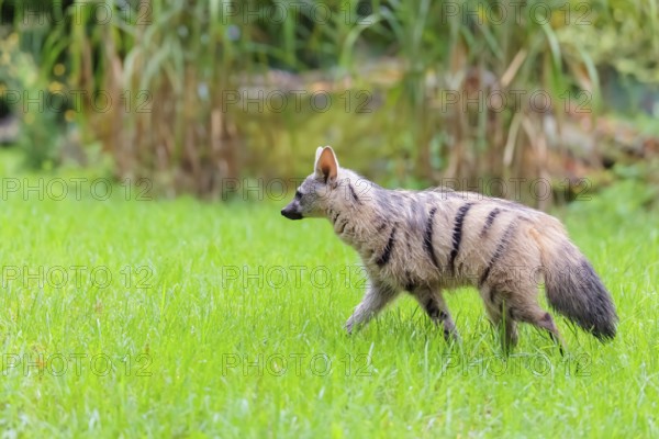 An aardwolf (Proteles cristatus) runs across a green meadow. In the background are rocks and green