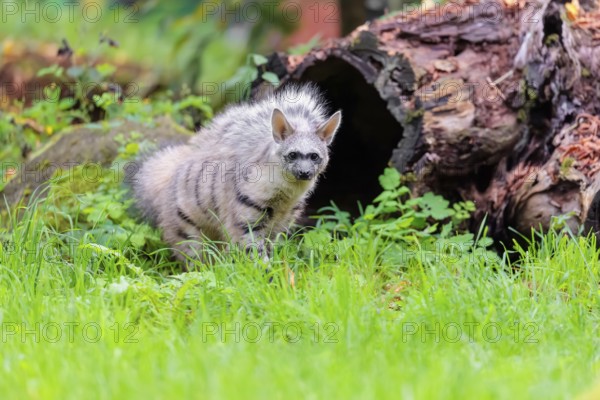 An aardwolf (Proteles cristatus) stands with its mane raised on a green meadow in front of a