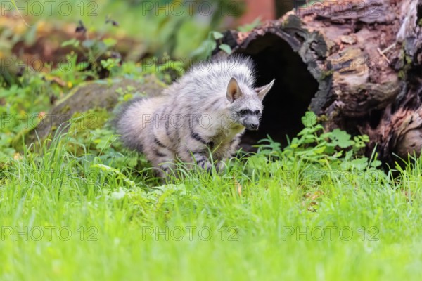 An aardwolf (Proteles cristatus) stands with its mane raised on a green meadow in front of a