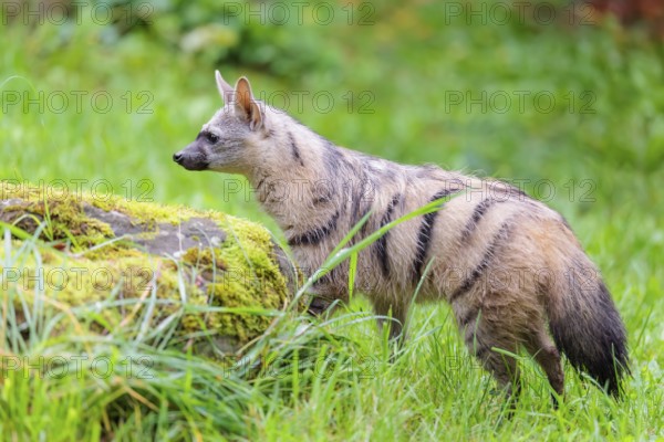 An aardwolf (Proteles cristatus) stands in a green meadow behind a mossy rock at the edge of the