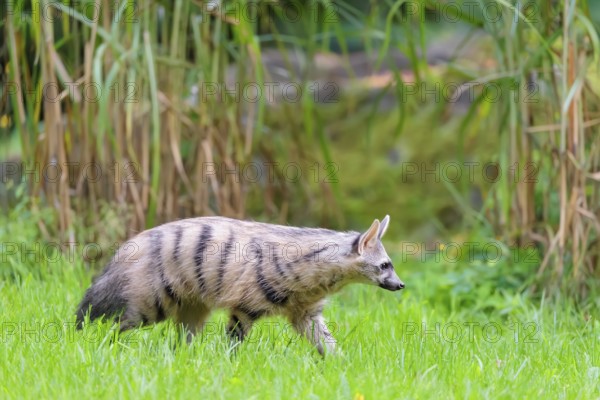 An aardwolf (Proteles cristatus) runs across a green meadow. In the background is green vegetation.