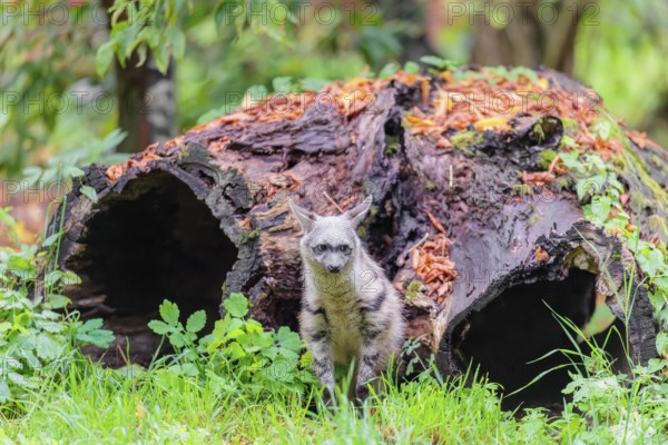 An aardwolf (Proteles cristatus) sits in a green meadow in front of a hollow rotting tree trunk.
