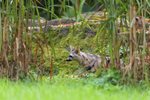 An aardwolf (Proteles cristatus) runs across a green meadow. In the background are rocks and green