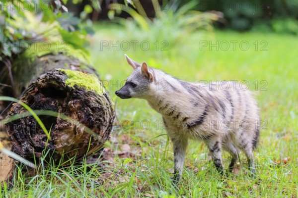 An aardwolf (Proteles cristatus) runs across a green meadow, past a rotting tree trunk. In the
