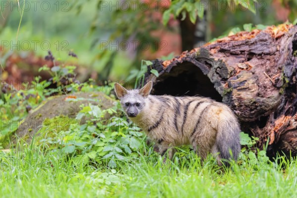 An aardwolf (Proteles cristatus) stands in a green meadow in front of a hollow rotting tree trunk.