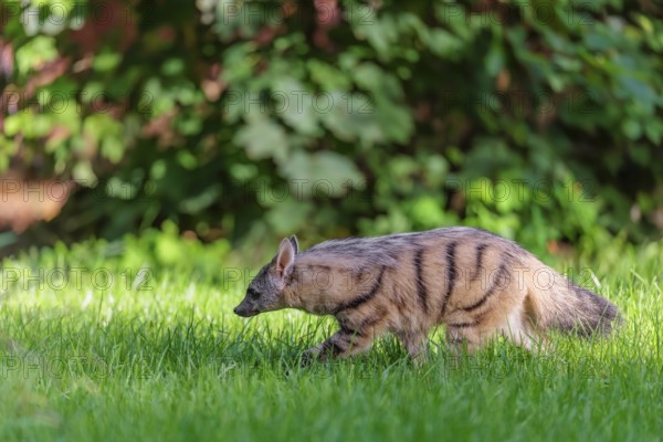 An aardwolf (Proteles cristatus) runs across a green meadow. In the background is green vegetation.