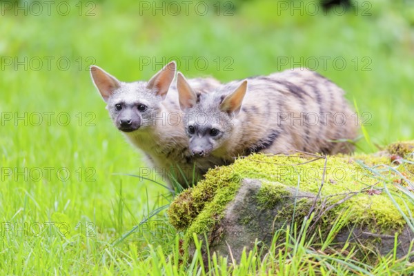 Two aardwolves (Proteles cristatus) search for food on a moss-covered rock in a green meadow in