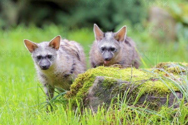 Two aardwolves (Proteles cristatus) search for food on a moss-covered rock in a green meadow in