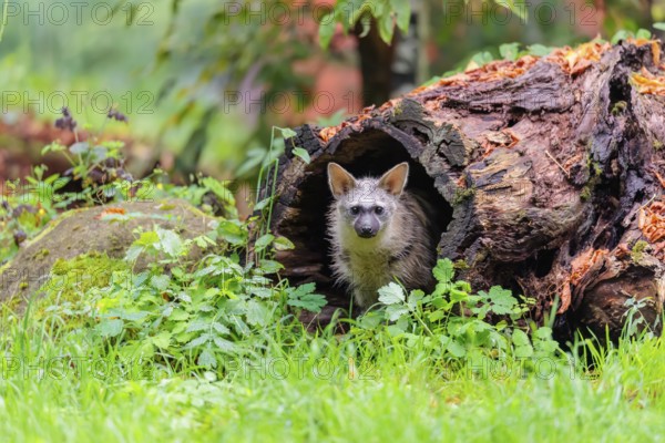 An aardwolf (Proteles cristatus) sits in a hollow, decaying tree trunk at the edge of the forest