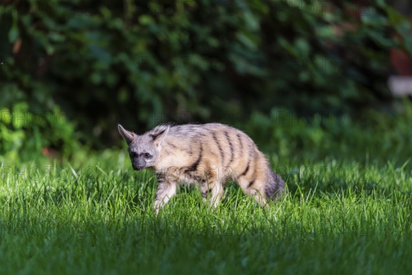 An aardwolf (Proteles cristatus) runs across a green meadow. In the background is green vegetation.