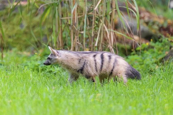 An aardwolf (Proteles cristatus) runs across a green meadow. In the background are rocks and green